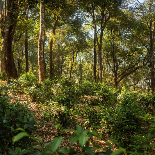 Hillside Blend Green