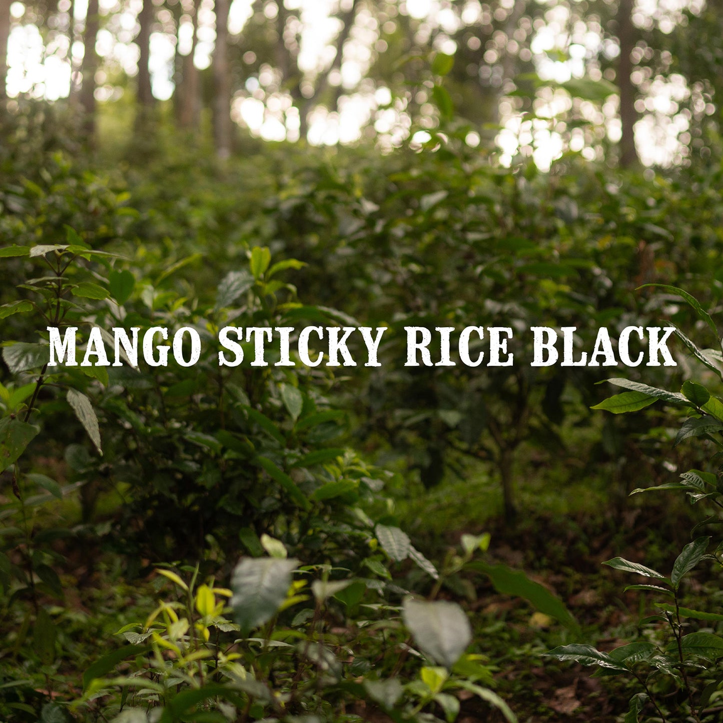 Mango Sticky Rice Black