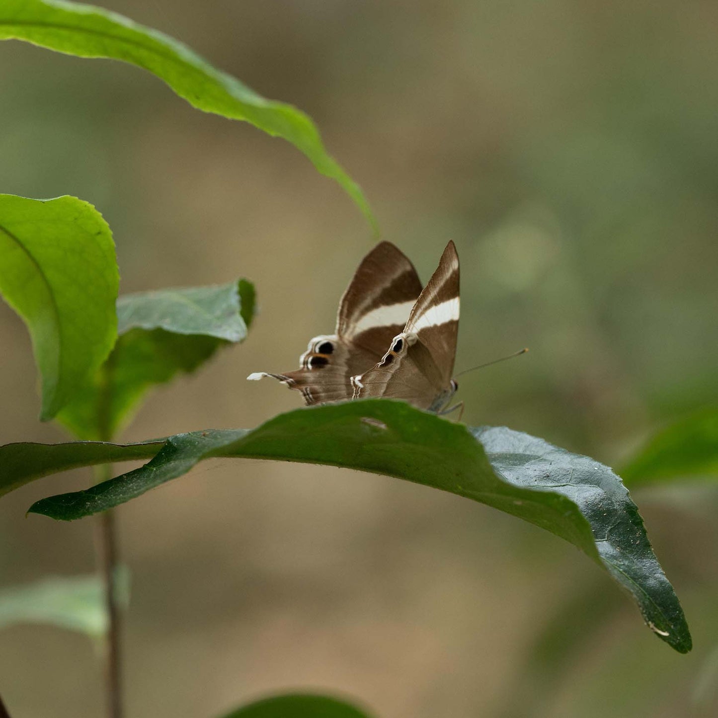 Biodiversitea - MONTEACO